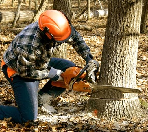 Tree Removal in Artois, CA
